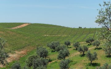 Paisagem dividida no Alentejo: vinhedos e oliveiras