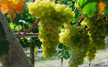 Arneis, a uva que é a estrela dos brancos de Roero