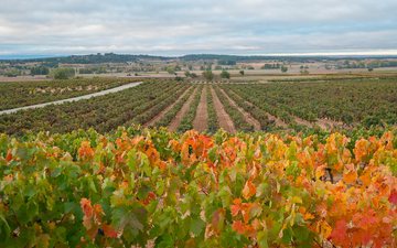 Mais do que o melhor: os excelentes vinhos do Duero, na Espanha