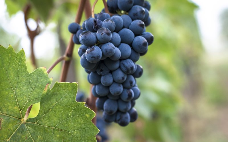 Sangiovese, a uva puro sangue italiana