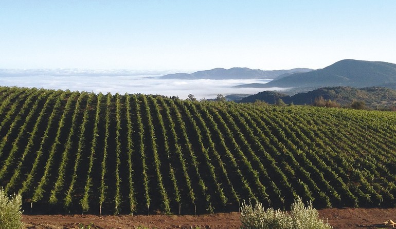 As vinhas de Cabernet Sauvignon da Califórnia são capazes de gerar alguns dos mais especiais vinhos do planeta, dignos de serem guardados por muitos anos