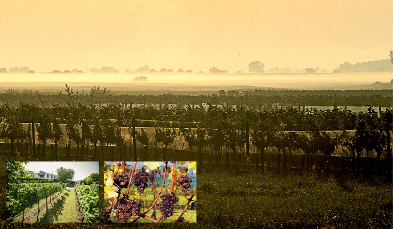 Alois Kracher foi um dos pioneiros na Áustria ao reconhecer o potencial do terroir local para a produção de vinhos doces excepcionais