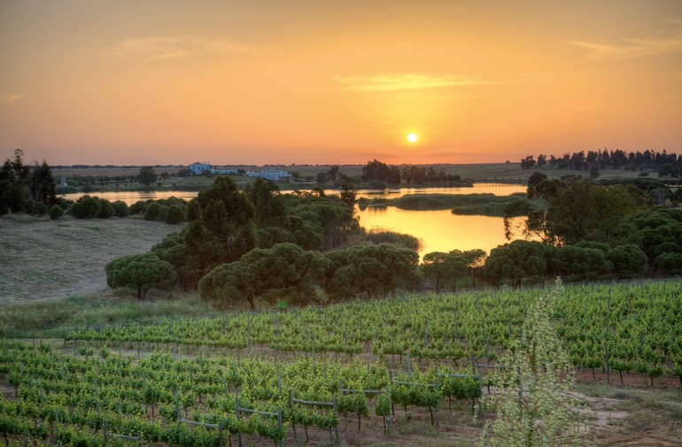 Luis Duarte presta consultoria para 10 vinícolas portuguesas, além de possuir 15 hectares