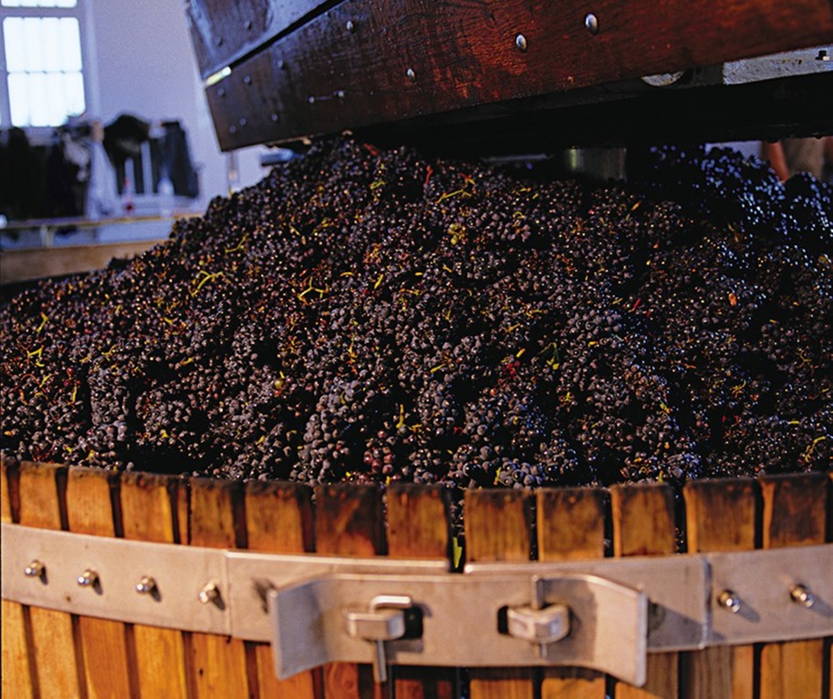 uvas em vinícola